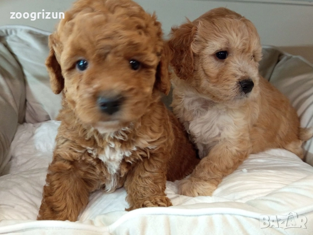 Малки кавапу пудели, снимка 12 - Пудели - 51641128