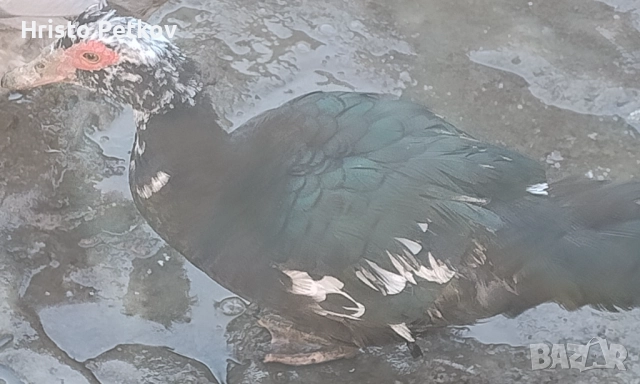 Продавам Неми Патици , снимка 7 - Патици и гъски - 52961059