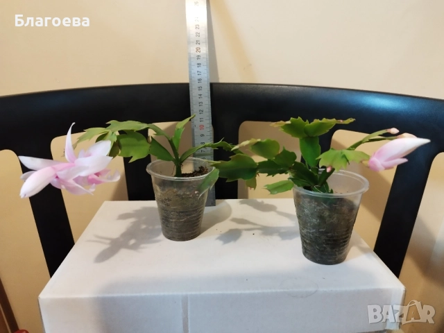 Мини Коледниче светло-розово, снимка 10 - Стайни растения - 51988049