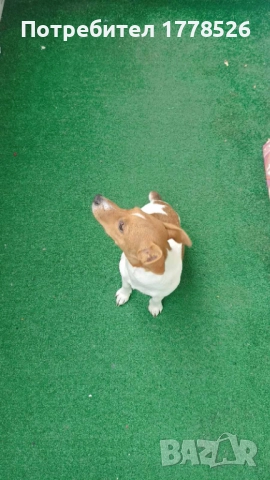 Джак Ръсел Териер, снимка 7 - Джак ръсел териер - 51953290