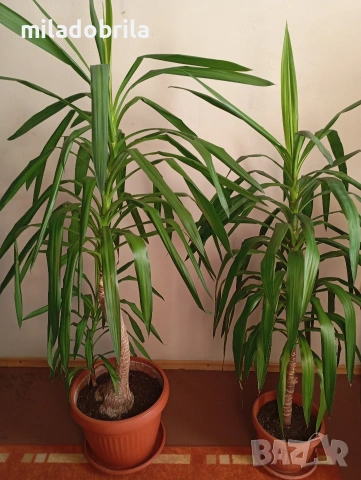 Юка стайна, снимка 3 - Стайни растения - 50234535