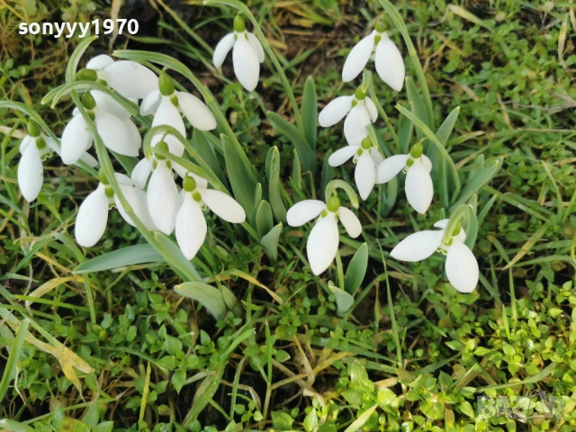 LOT КОКИЧЕТА ЗА МОМИЧЕТА 0902261847, снимка 8 - Градински цветя и растения - 53417887