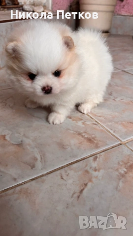 Померан мини , снимка 7 - Померан - 53099625