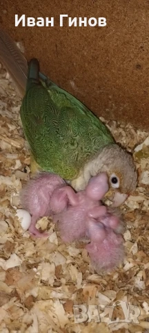 Продавам папагали. 