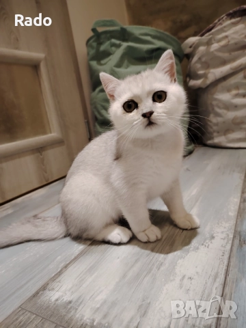 Чистокръвна Сребърна Чинчила