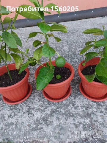 Лимони - лимонови дръвчета, снимка 3 - Градински цветя и растения - 51309881