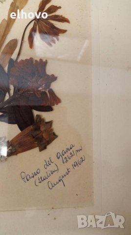 Стар хербарии от 1962г, снимка 3 - Антикварни и старинни предмети - 27543273