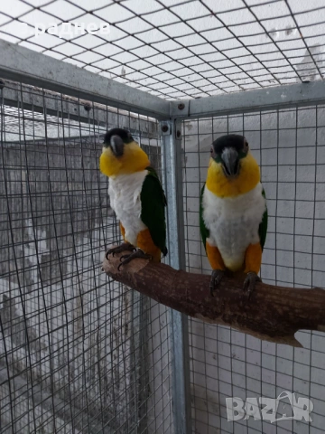 Разплодна двойка кайки, снимка 2 - Папагали - 53579388