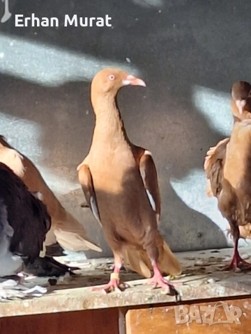 dekorativni gılıbi razlicni vidove, снимка 5 - други­ - 52557404