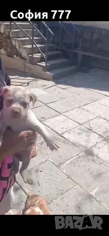 топ малки страхотни бебета от добри родители, снимка 5 - Питбул - 50029436