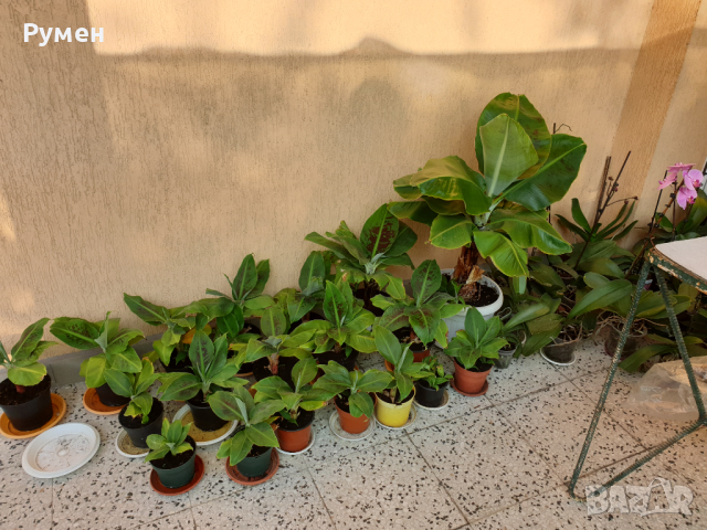 Продавам бананови палми различни размери, снимка 2 - Градински цветя и растения - 44859125