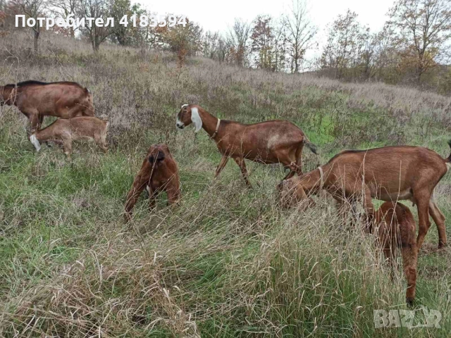 Свободни 4бр., снимка 4 - Кози - 52943773