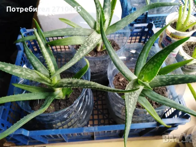 Лечебно Алое Вера и Дървовидно алое, снимка 4 - Стайни растения - 34336379