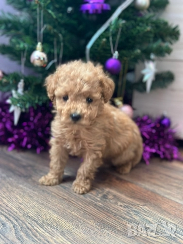 Пудел той , снимка 2 - Пудели - 52500140