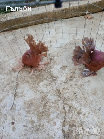 Ростовски гълъби , снимка 6 - Гълъби - 52180409