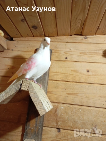 Пазарджишки бяли, снимка 6 - Гълъби - 52907065
