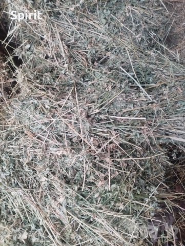 Продавам бали люцерна и сено , снимка 5 - За селскостопански - 38996605