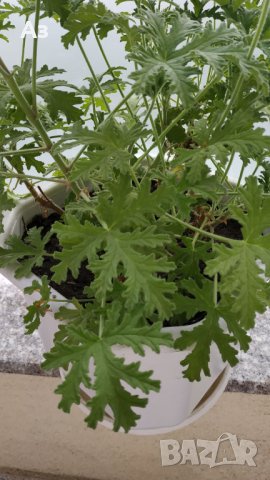 Продавам цветя Индрише, големи , снимка 7 - Градински цветя и растения - 33316742