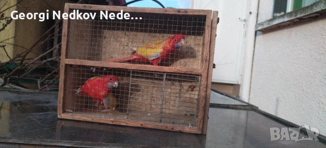 Продавам пенантови розели златен пастел , снимка 4 - Папагали - 52970351