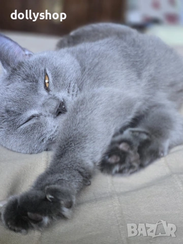 Продава се Женска Британска Котка на 4г., снимка 4 - Британска късокосместа - 53327496