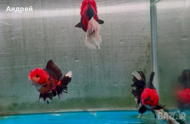 Оранди ( Златни рибки), снимка 4 - Рибки - 51499080