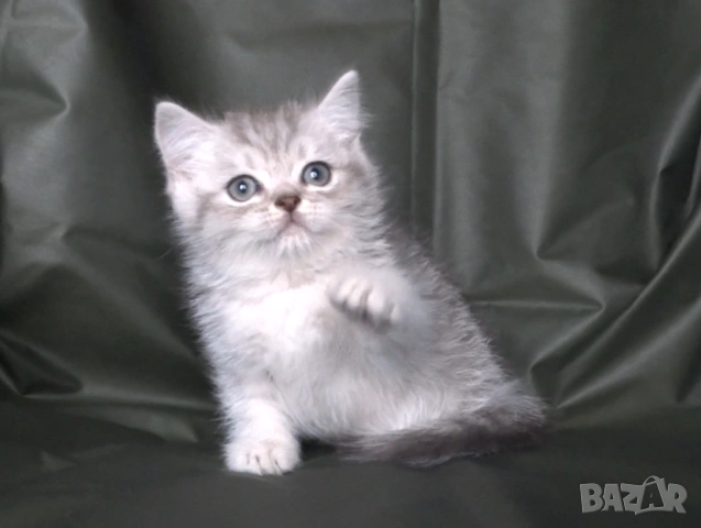 Британски късокосмести котета, снимка 10 - Британска късокосместа - 52373949