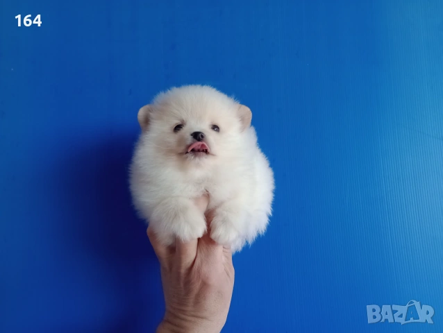 Мъжки Померан. Реални снимки от 12.01.26 г., снимка 3 - Померан - 53082481