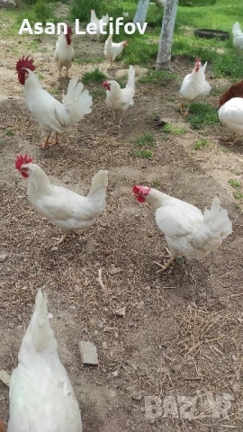 Оплодени яйца от БЯЛ ЛЕГХОРН 