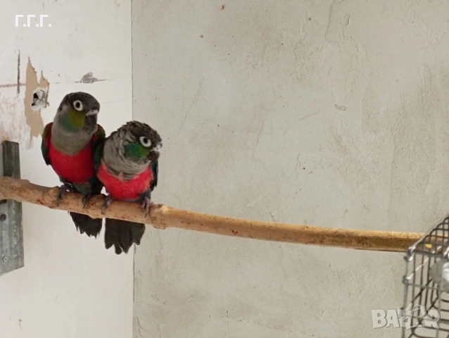 Двойка пирура перлата , снимка 3 - Папагали - 53454780