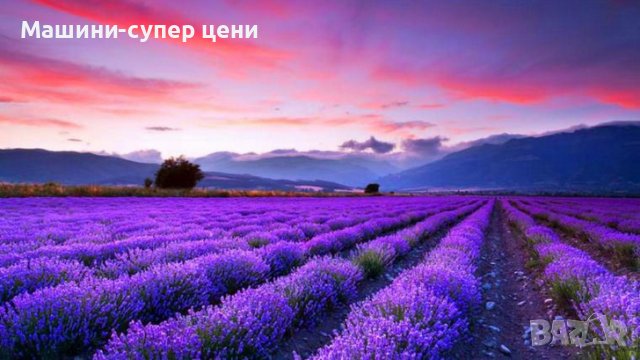 Най ниска цена натурално лавандулово масло и вода от производител , снимка 2 - Други - 38969100