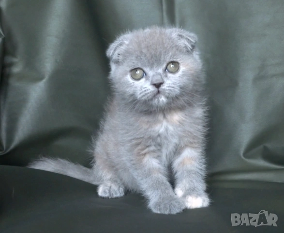 Клепоухо женско котенце, снимка 8 - Британска късокосместа - 53322558