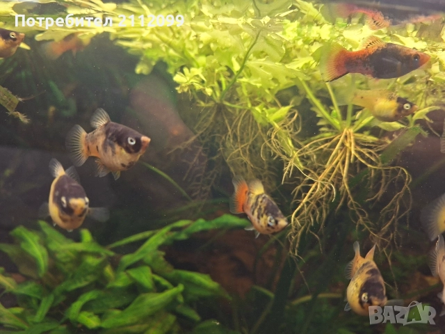 Плати бъмбълби (пчела)родители, снимка 2 - Рибки - 52621327