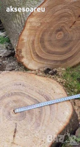 Продавам 400 семена от медоносно дърво пауловния томентоса за пчелари дървен материал сянка на двора, снимка 10 - Сортови семена и луковици - 37701195