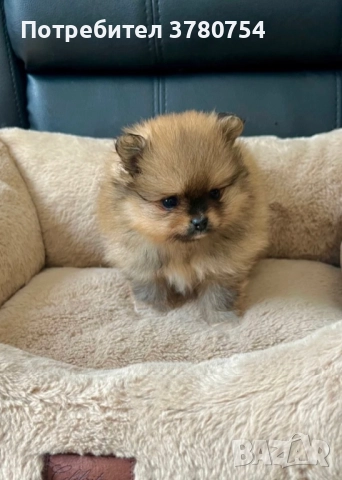 Померан мини/померан, снимка 5 - Померан - 41497748