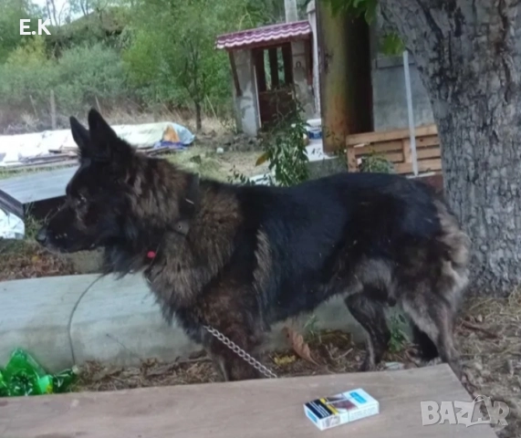 Дългокосместа мъжка немска овчарка , снимка 2 - Немска овчарка - 52532232