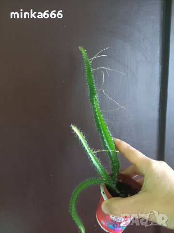 Разсад за питая(драконов плод), снимка 3 - Стайни растения - 35333744