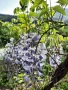 Вистерия/ глициния, снимка 6