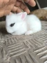 Декоративни мини зайчета, снимка 7