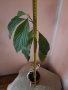 Авокадо (Persea americana), снимка 3