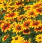 Рудбекия, снимка 2