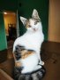 Коте на 6 месеца, снимка 1 - Чинчили - 43329851