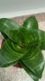 Сансевиера 2 вида / Sansevieria Hahnii/Sansevieria trifasciata  , снимка 3