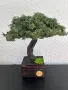 Бонсай със скандинавски мъх, снимка 3