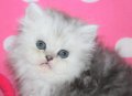 Сребърна чинчила  /  Persian cat