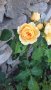 Разсад градинска роза , снимка 1 - Разсади - 37478861