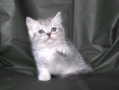 Британски късокосмести котета, снимка 10
