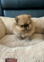 Померан мини/померан, снимка 5