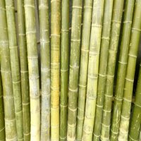 Семена от гигантски бамбук Moso Bambo градински сертифицирани декоративни растения за дома и двора б, снимка 12 - Разсади - 38062500