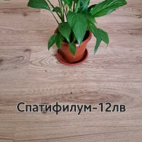 Спатифилум , снимка 2 - Стайни растения - 43700756