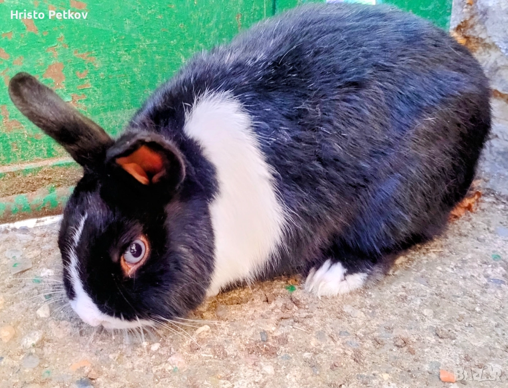 Продавам Мъжки Декоративен Заек , снимка 1